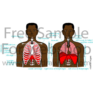 Respiration Anatomy Front Tags Latin 2M