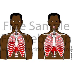 Respiration Ribcage Front 2M